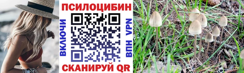 Псилоцибиновые грибы Cubensis  закладка  Вытегра 